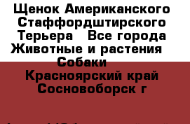 Щенок Американского Стаффордштирского Терьера - Все города Животные и растения » Собаки   . Красноярский край,Сосновоборск г.